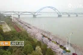 杭州：“最美跑道”樱花盛开视频封面