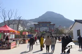 泰安市宁阳县：梨花开放春似锦 梨园飘香迎客来图片