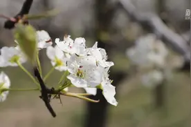 万亩梨花竞相开 春和景明正当时视频封面