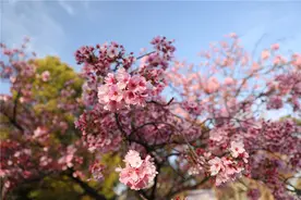 日本东京迎来樱花盛花期图片