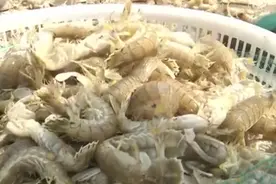 山东青岛：琵琶虾上岸 尝鲜正当时视频封面