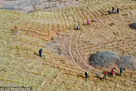 甘肃高台：编织“草方格地毯”压沙治沙图片