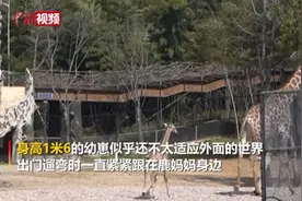 湖州一长颈鹿幼崽首次亮相，出生身高就有1米6，网友：出生就比我高图片