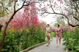 上海桃花节开幕“赏花经济”助力乡村振兴图片