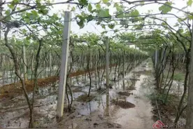 弥勒东风农场：万亩葡萄园“喝上”及时水图片