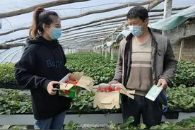 【奋斗百年路 启航新征程】和静：草莓无土栽培新技术 助农增收致富图片