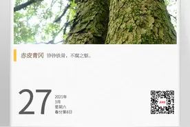 湖湘自然历 | 树界“硬汉”图片