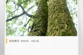 湖湘自然历 | 树界“硬汉”图片