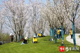 常州溧阳：樱花公园早樱盛开醉游人图片