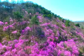 43秒｜日照五莲九仙山兰槿花开 春意浓视频封面