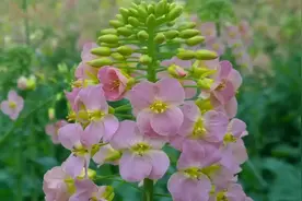 为春添色 助民致富——“花痴”博士的18载坚守视频封面