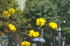 30秒｜最美不过三月天 成都街头黄金风铃木花开 满街金黄惹人醉视频封面