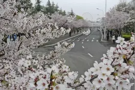 江苏淮安：樱花盛放图片