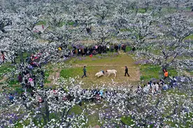 砀山县梨花节：精彩纷呈斗羊赛图片
