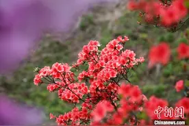 湖南常宁杜鹃花开吸引游客踏春赏花图片
