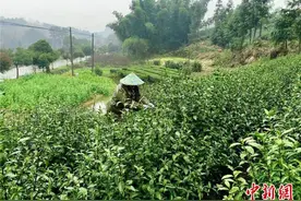 最是一年春好处 浙江武义茶农忙采“清明茶”图片