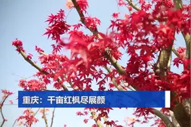 重庆：千亩红枫尽展颜视频封面