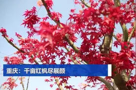 重庆：千亩红枫尽展颜视频封面