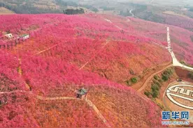 云南宜良樱花谷 粉色花海醉游人图片