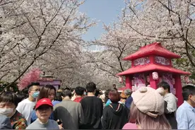 这里是上海最早成片栽种樱花的地方，鲁迅公园举行首届樱花节图片