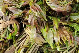 赏味春天，滇西野菜正新鲜图片