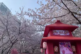 鲁迅公园首届樱花节开幕，1984年中日青年在此栽下樱花树图片
