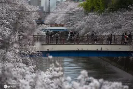 日本东京樱花盛放美不胜收 吸引游人自拍打卡图片