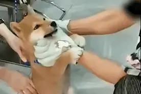 视频疯传！一男子用铁钳生拔狗牙...已死亡？网友怒了，警方介入图片