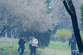 情报站｜济南百花公园漫天樱花飘落，快来打开最美春天图片