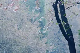 济南百花公园漫天樱花飘落，快来打开最美春天图片