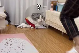 戏精小猫学崴脚主人走路，网友：伤害性不大侮辱性极强图片