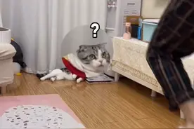 戏精小猫学崴脚主人走路，网友：伤害性不大侮辱性极强图片
