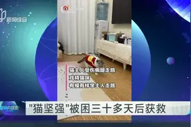戏精猫咪学主人瘸腿走路视频封面