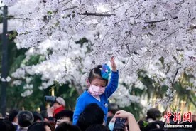 上海樱花烂漫绽放 吸引民众踏春赏樱图片