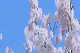 威海市文登区：春风十里樱桃花开图片