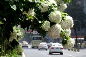 木绣球热情绽放，三月的成都处处是美景图片
