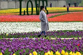 郁金香花开如海视频封面