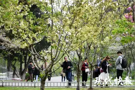 樱花原来还有绿色的！“国宝级”绿樱在南京玄武湖迎来最美观赏期图片