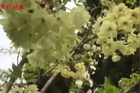 樱花原来还有绿色的！“国宝级”绿樱在南京玄武湖迎来最美观赏期图片