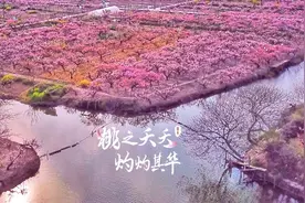 “桃”醉当下！刚刚开幕的上海桃花节，还可以这么玩！花海流连+美食大赏+精品线路+主题活动……图片