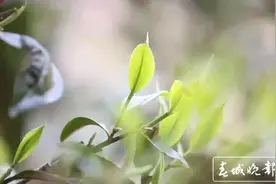 春茶系列报道2｜冰岛古树春茶暂未大面积开采，毛茶价格约37000-38000元/公斤图片