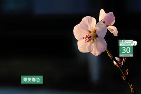 雄安早知道（2021年3月30日）图片