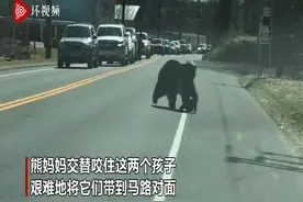真“熊孩子”！熊妈妈带娃过马路 四只幼崽调皮捣蛋不配合图片