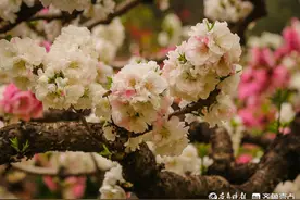 神奇！百花公园一颗桃树上长出颜色不同的碧桃花图片