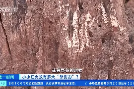 警惕！这种“蚂蚁”，攻击性强，叮咬毒性大！已入侵我国435个县市区图片
