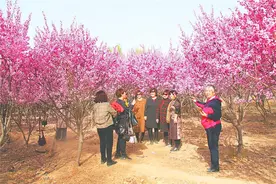 衡水市桃城区路北公园桃花盛开图片
