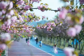 四川蓬安：樱花飘香迎客来图片