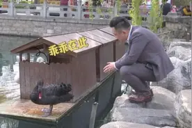神奇！济南男子能与黑天鹅对话：给俩天鹅当和事佬，还收到一根羽毛礼物图片