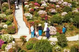重庆百亩杜鹃花绽放山野，似绿野仙踪视频封面