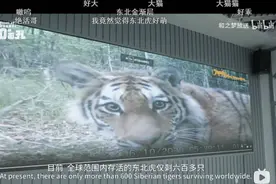 华为发布新一代摄像机：“机器视觉”可以这样玩图片